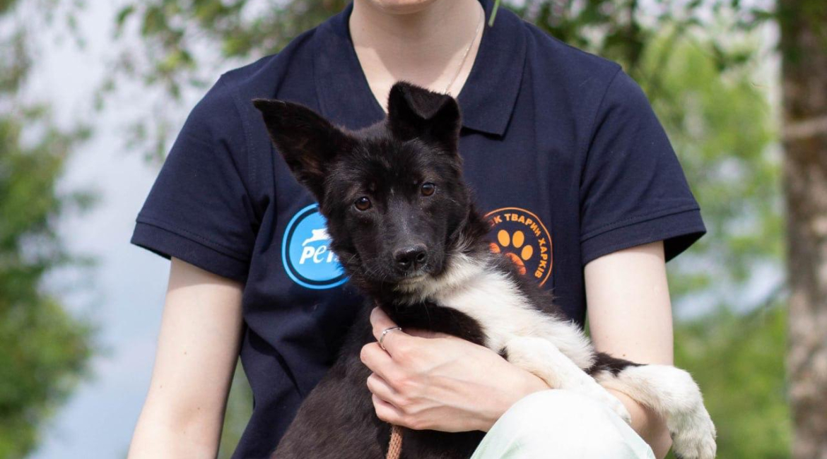 Chiens à adopter